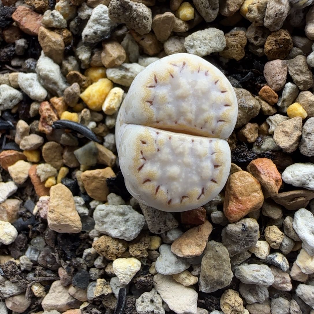 92饼干清框福利30包邮