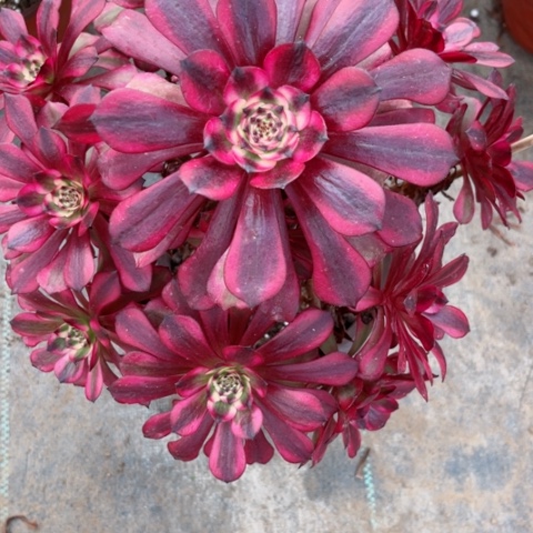 多肉植物美姬锦，