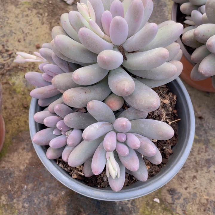 铭**子239号汤圆多肉0