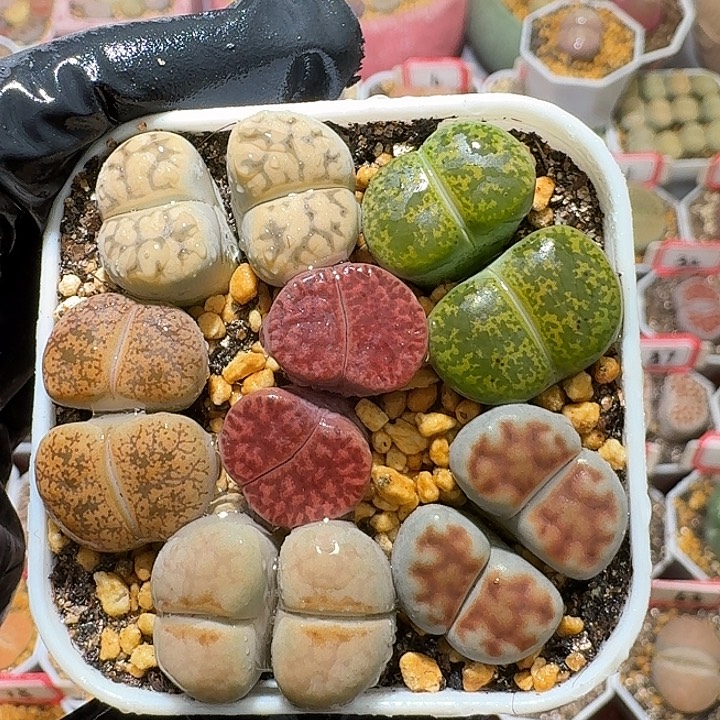 生石花2:：。紫折。  506号