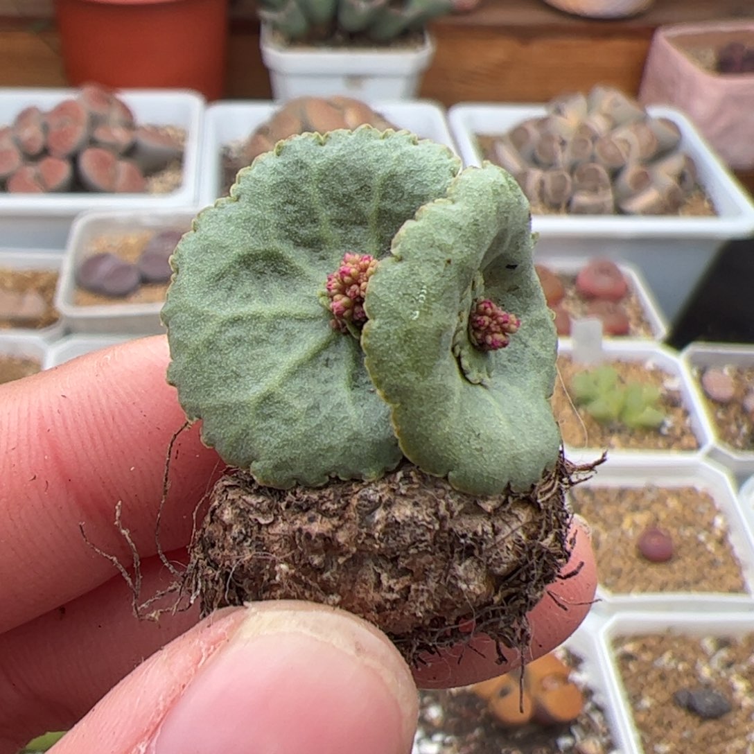 0266号小酒杯 多肉植物