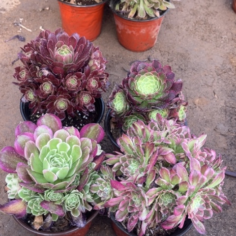 675多肉植物组合