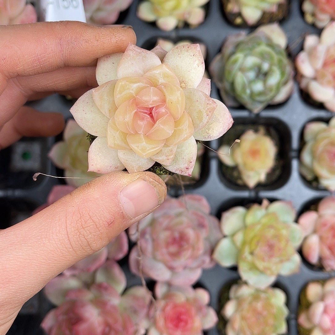 多肉一物一拍29-157