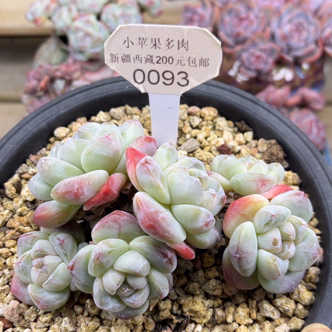 黄底冰玉093/12cm6头