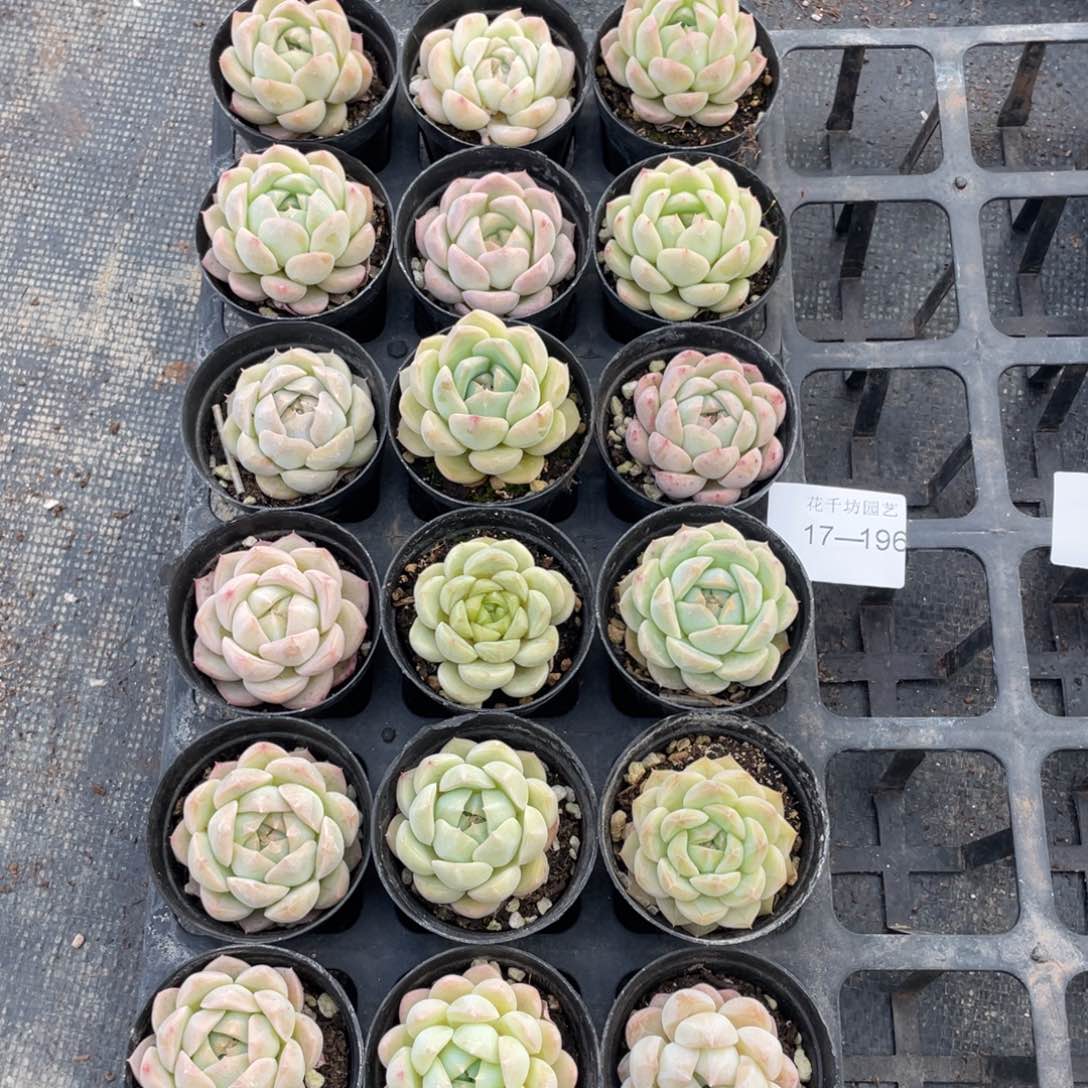 一物一拍18颗17-196