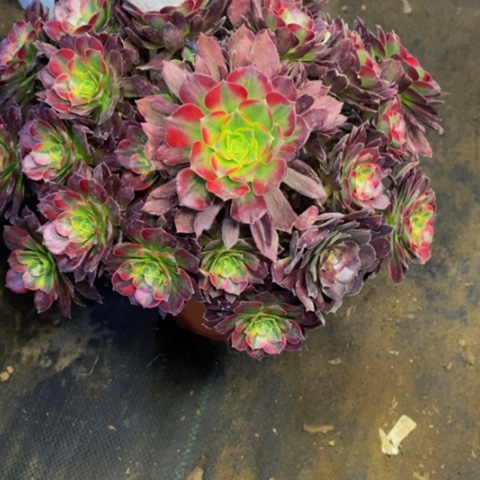 安娜歪头多肉5330