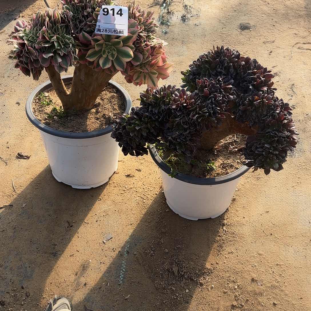 2****3914粉女巫缀➕欧子缀多肉