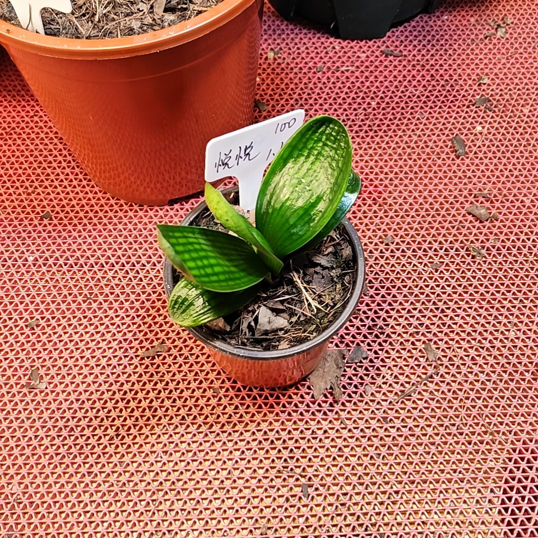 完全开放君子兰精品一年