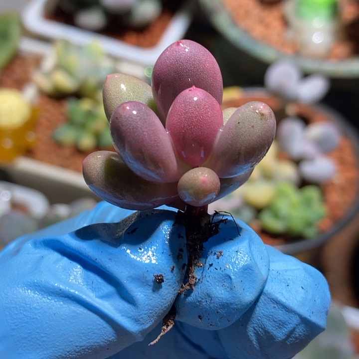 墨***白彩虹奶酪锦多肉植物多肉植物
