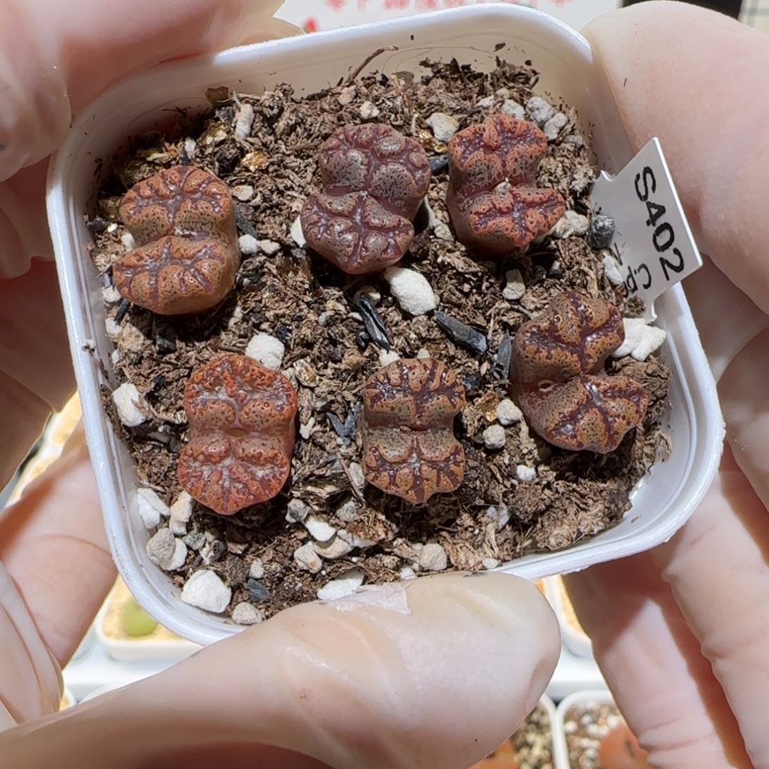 肉锥多肉植物百科4-蝴蝶一盆425