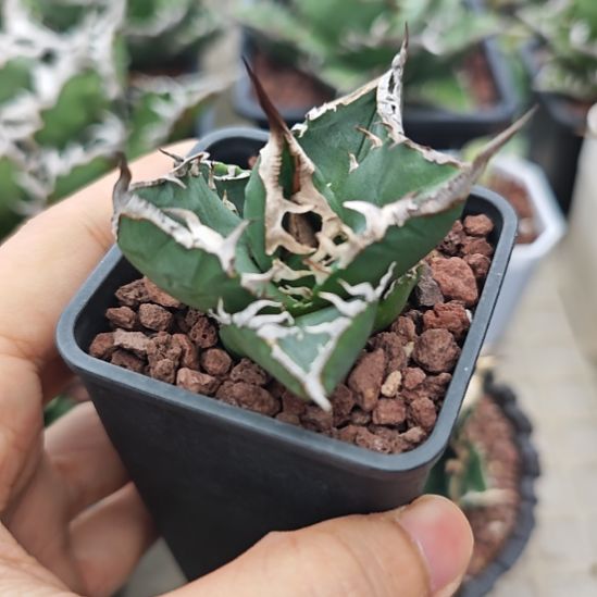 立可白仁王冠龙舌兰顶芽