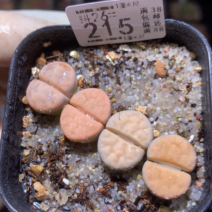 精品生石花26.215美薰