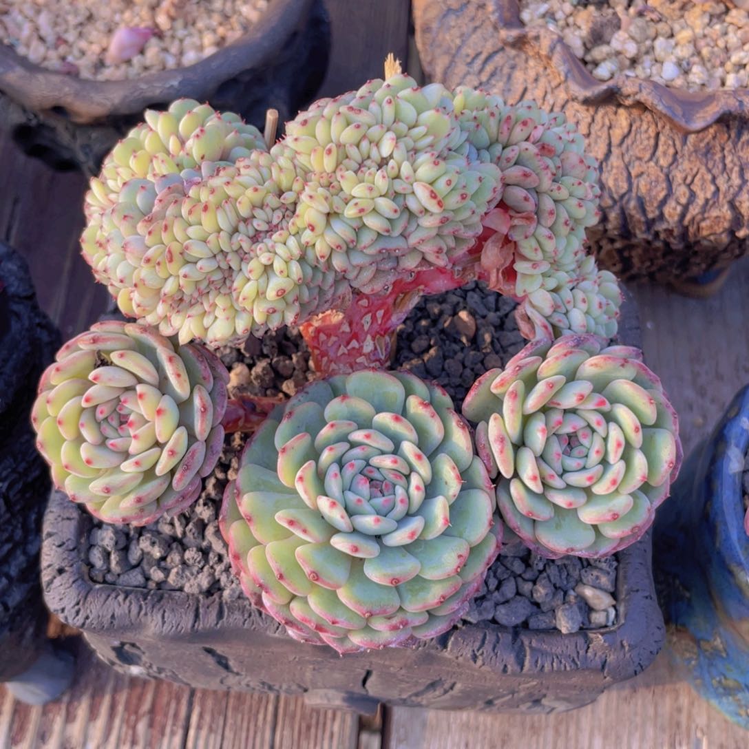 多肉植物多肉植物