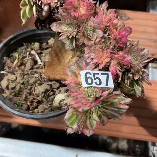 心***一颗荔枝坠化 657