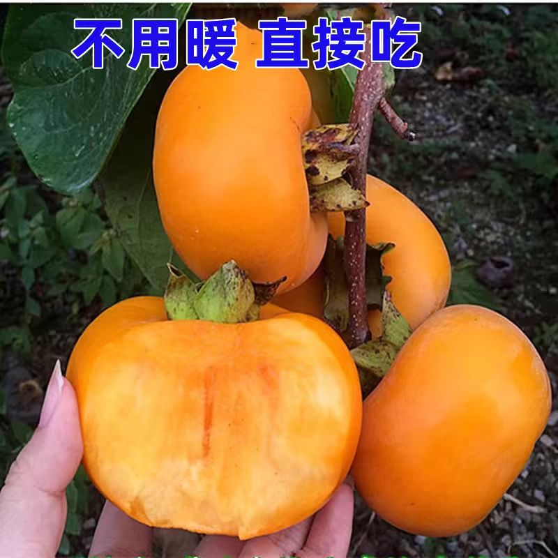 新品种柿子苗南北方种植嫁接苗脆甜自然脱涩盆栽地栽摘下就可以吃