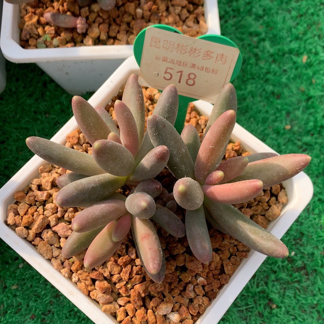 彩体烟花无砍一物一拍518