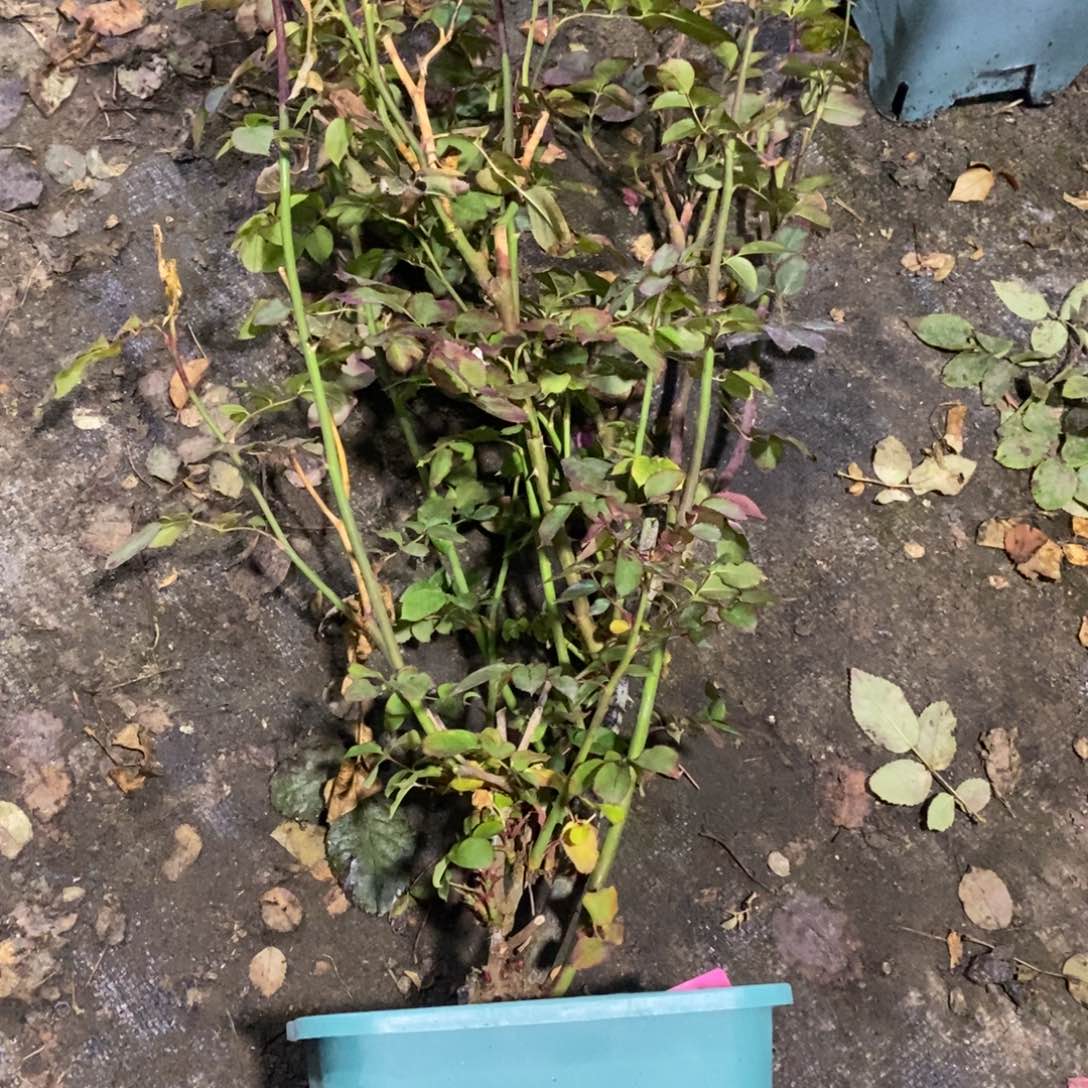 无花朵锦测试0.2粉玫瑰土球发货