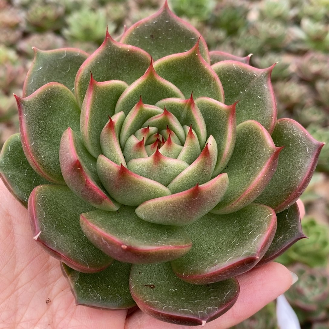 无花朵200 号东云系多肉植物