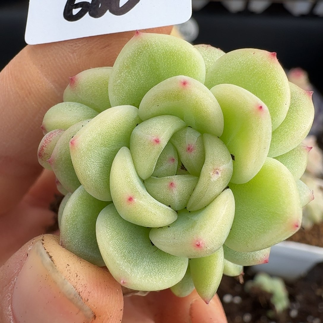 一物一拍一物一拍12-13-666