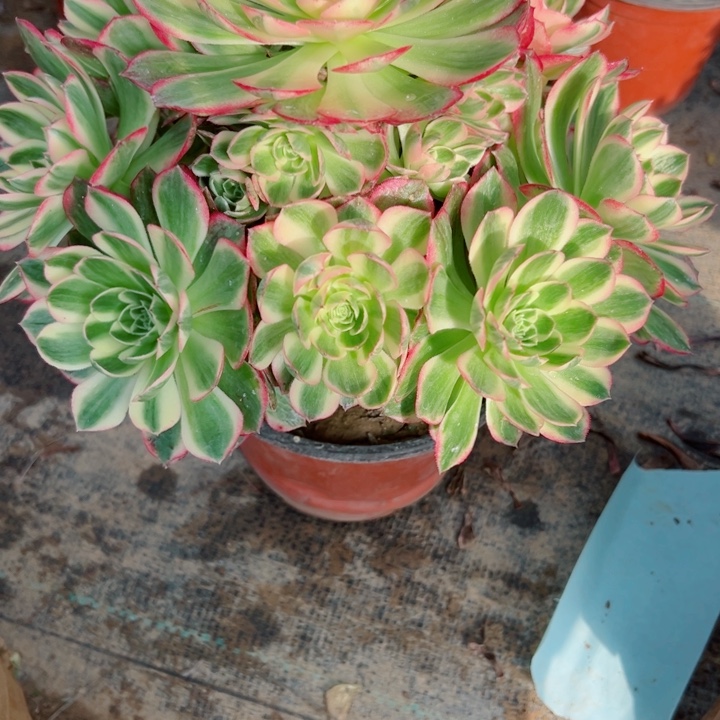 41海王多肉植物的