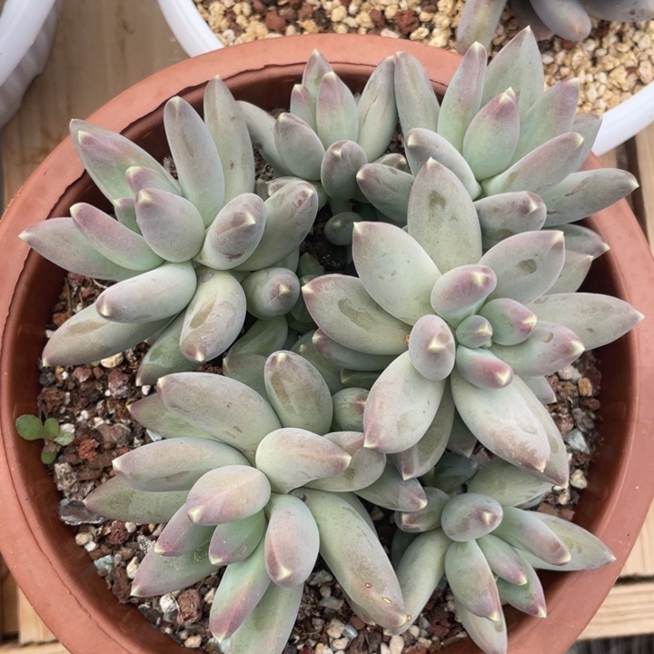 松果/星空美人，6头无砍