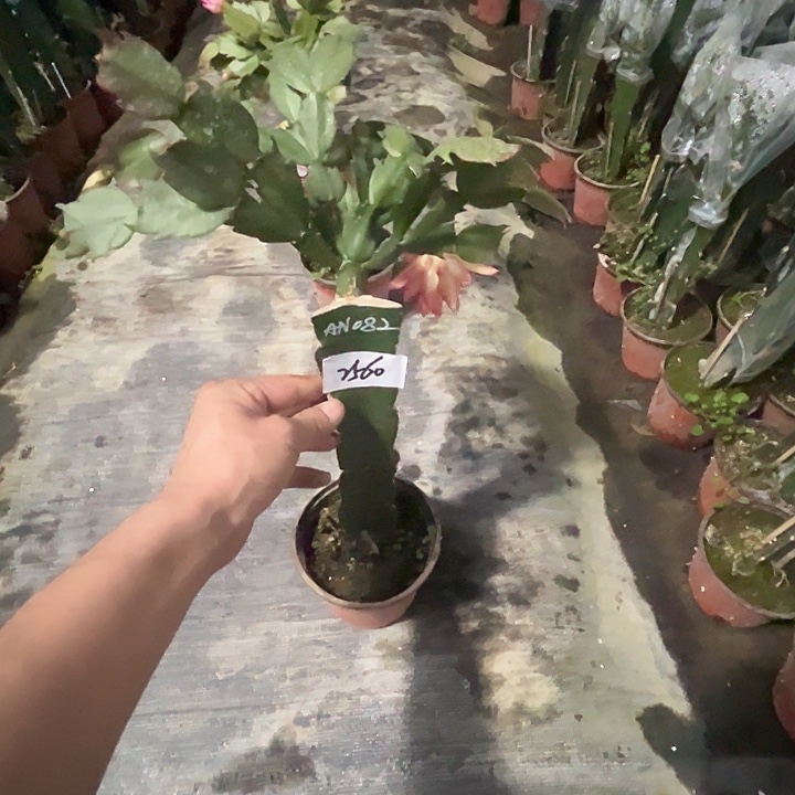 当前无花栽培后可以开花2560AN082嫁接苗