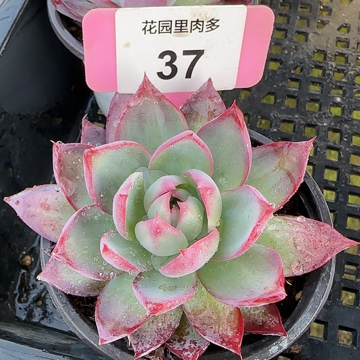 37 惊鸿仙子多肉植物6-9cm