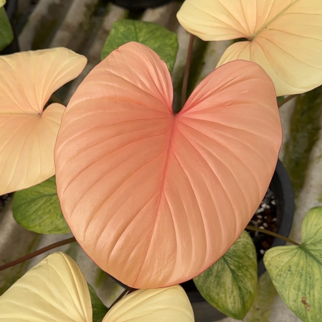 R009-1226薄荷锦千年健