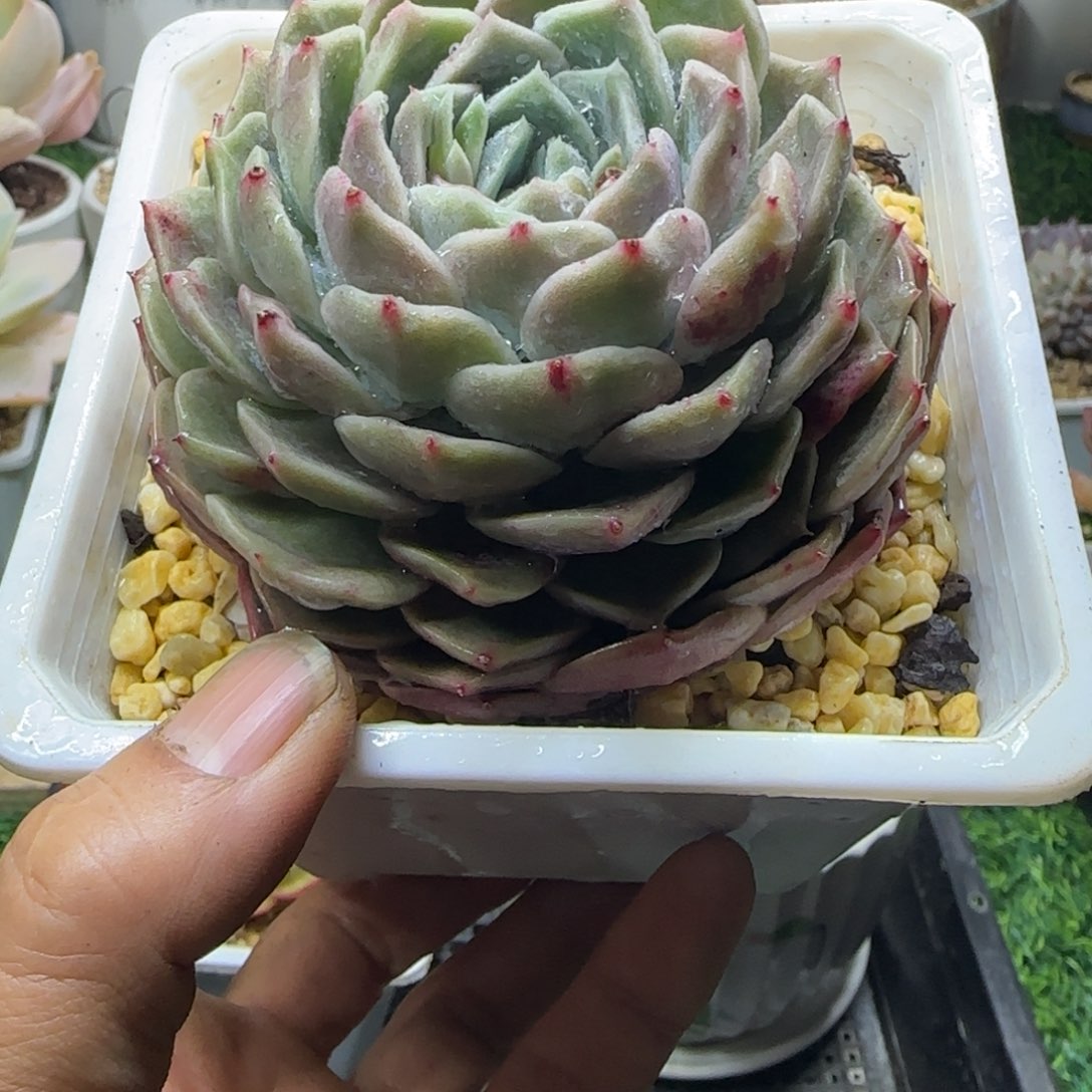 锦安精品多肉编号219