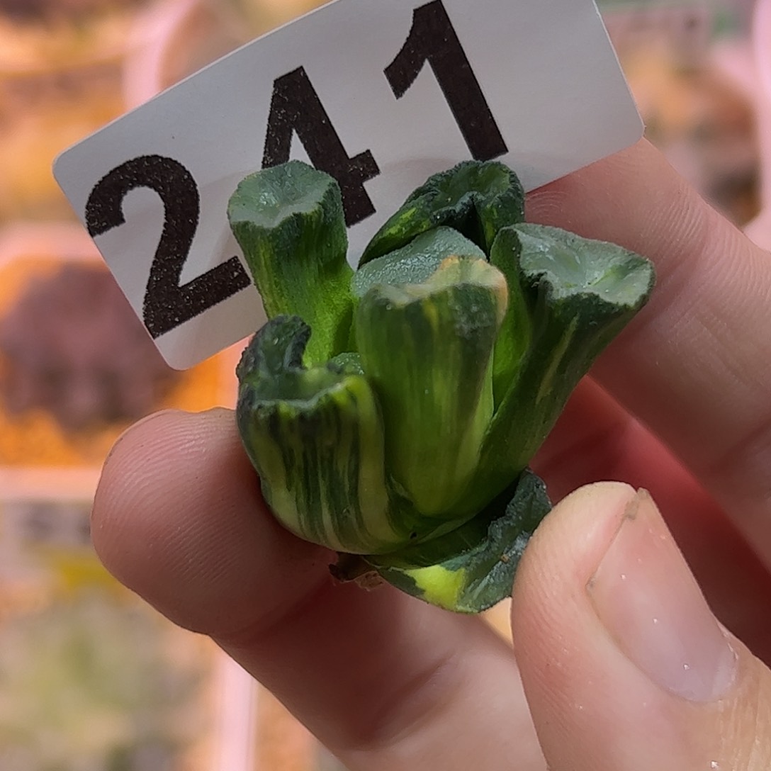 红红火火恍恍惚惚