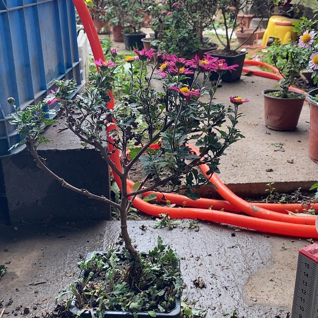 忆***甜完全开放盆景菊花菊花