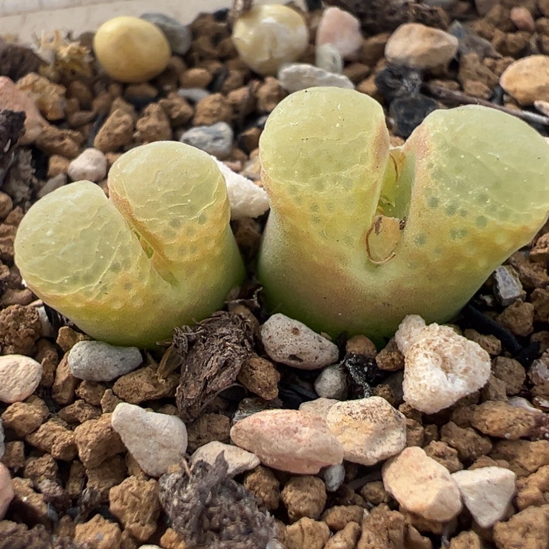 粉芭比多肉盆栽植物