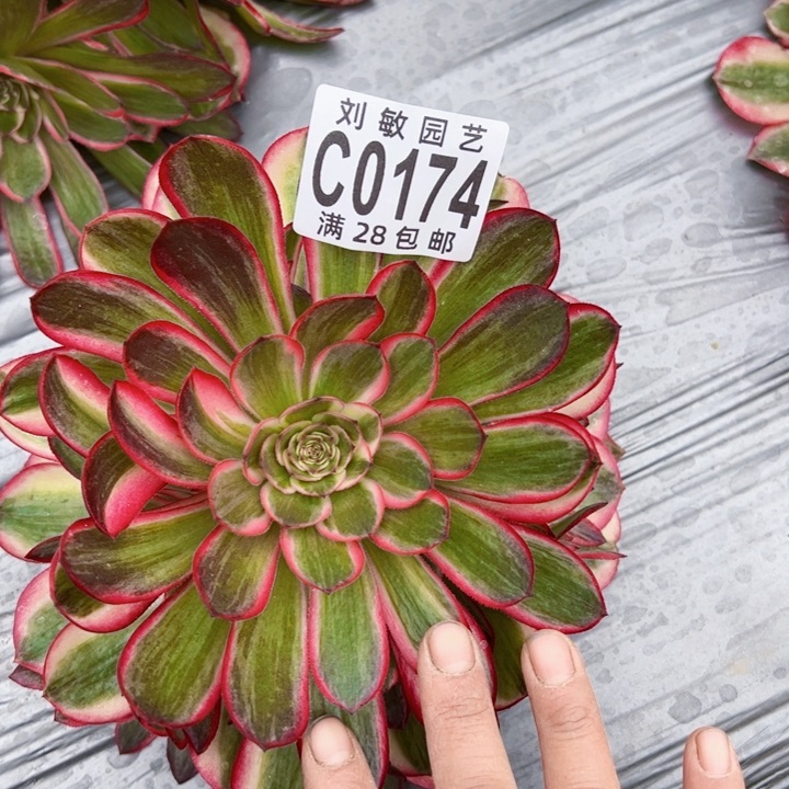 0174多肉植物法师荔枝变异