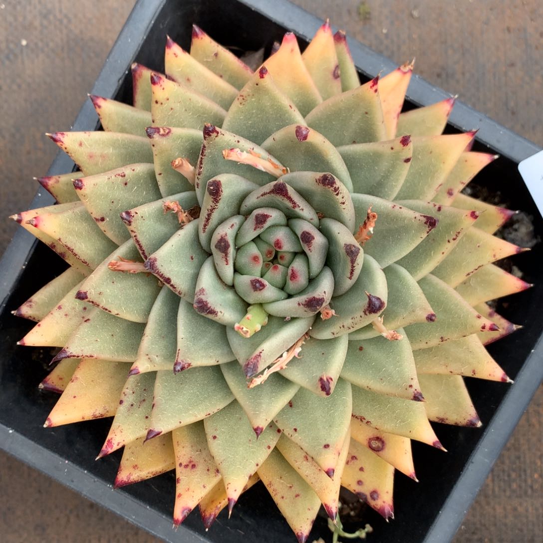 4828杂交精品基地13厘米