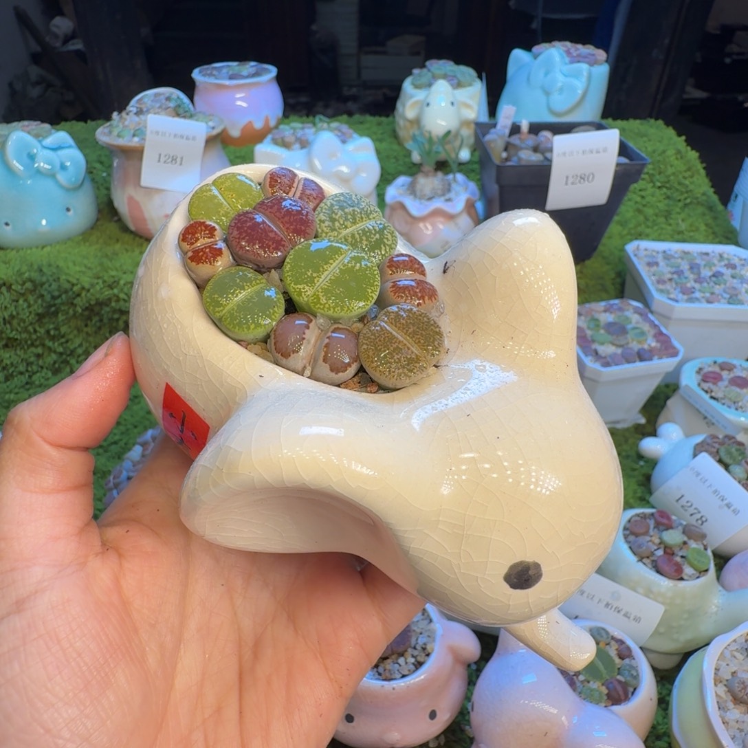 多肉开播福利冲1294