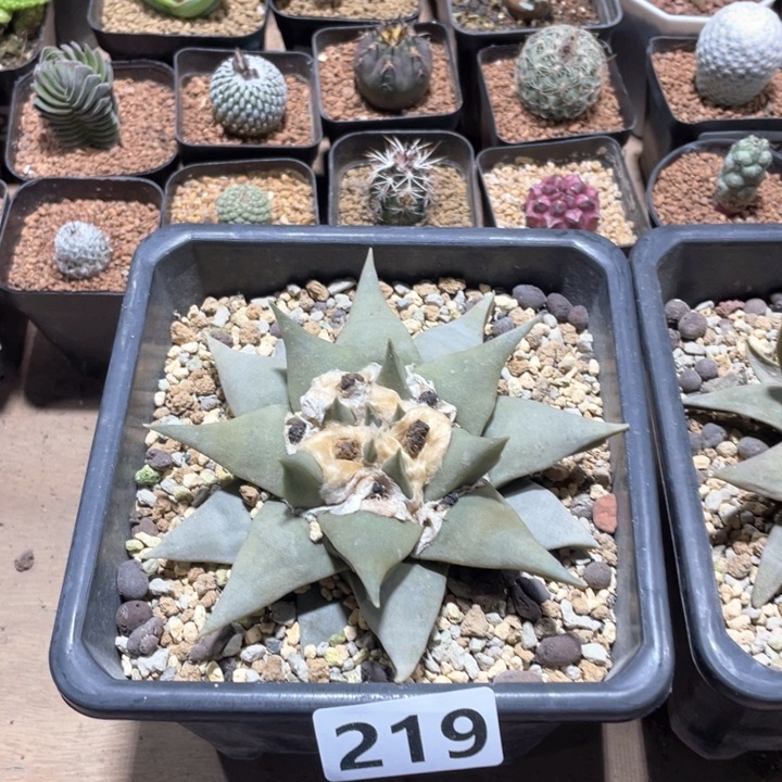 219实生大青瓷龙牙牡丹