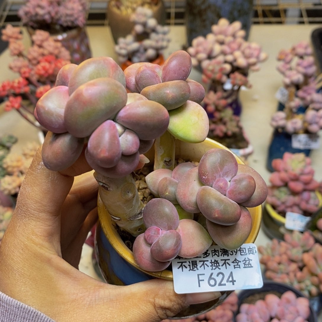 624芒果奶kk奶多肉9c m