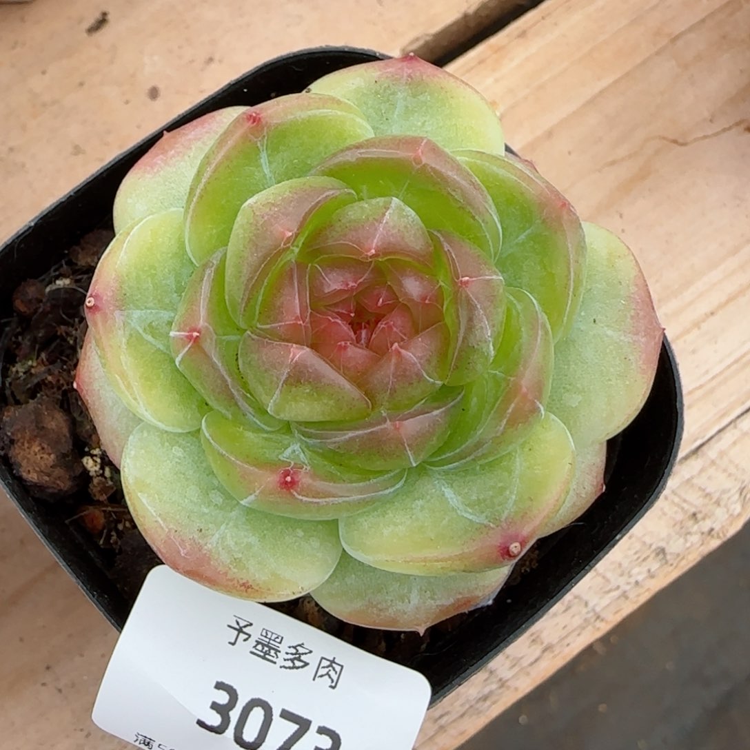 母本玉茗珍妮，3073多肉