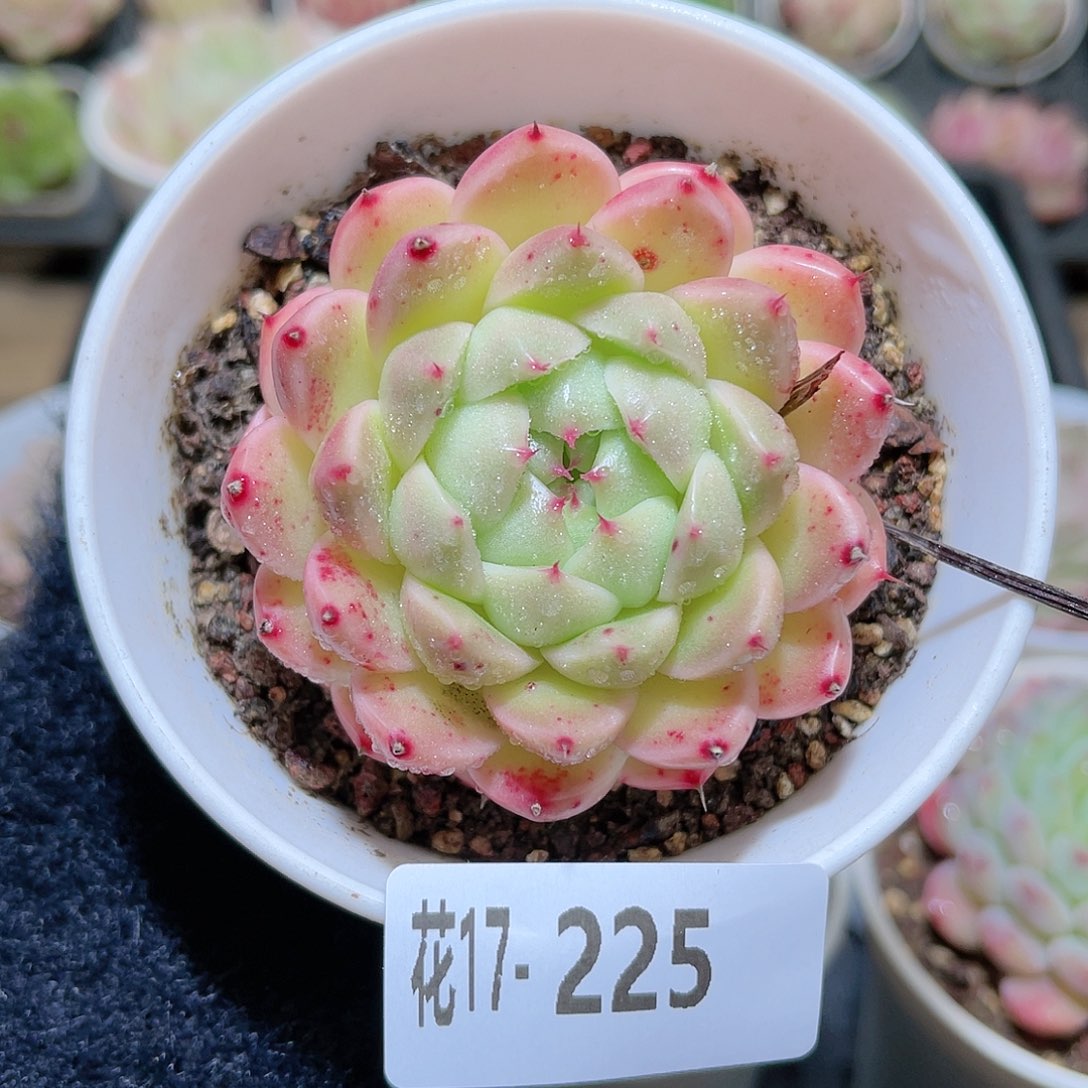 花利美17-225海王