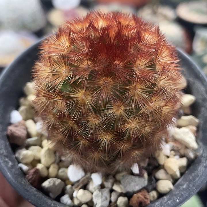 红刺嘉文丸实生   