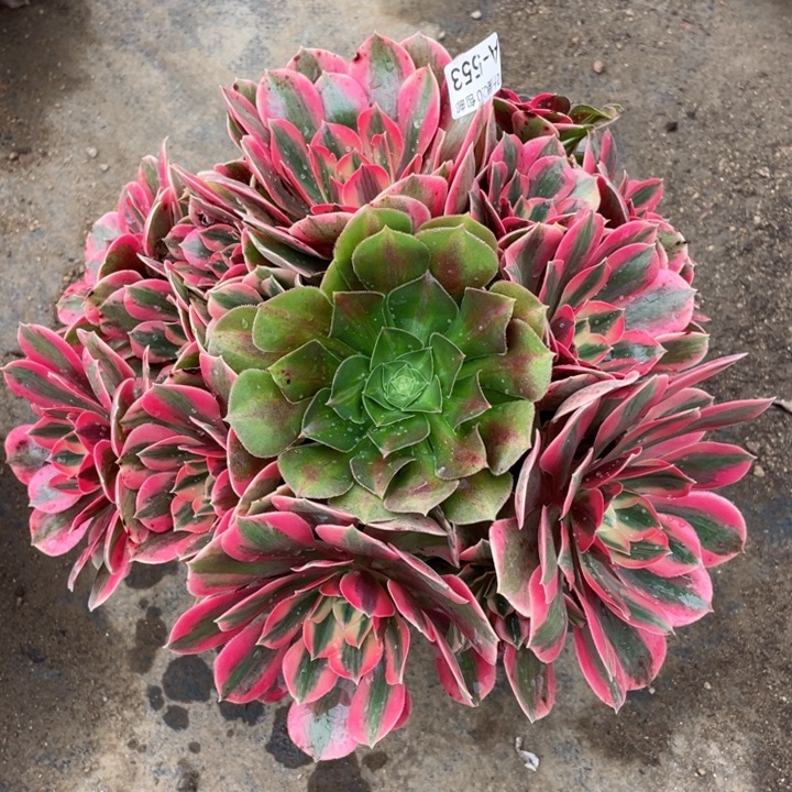 553女妖多肉123456789