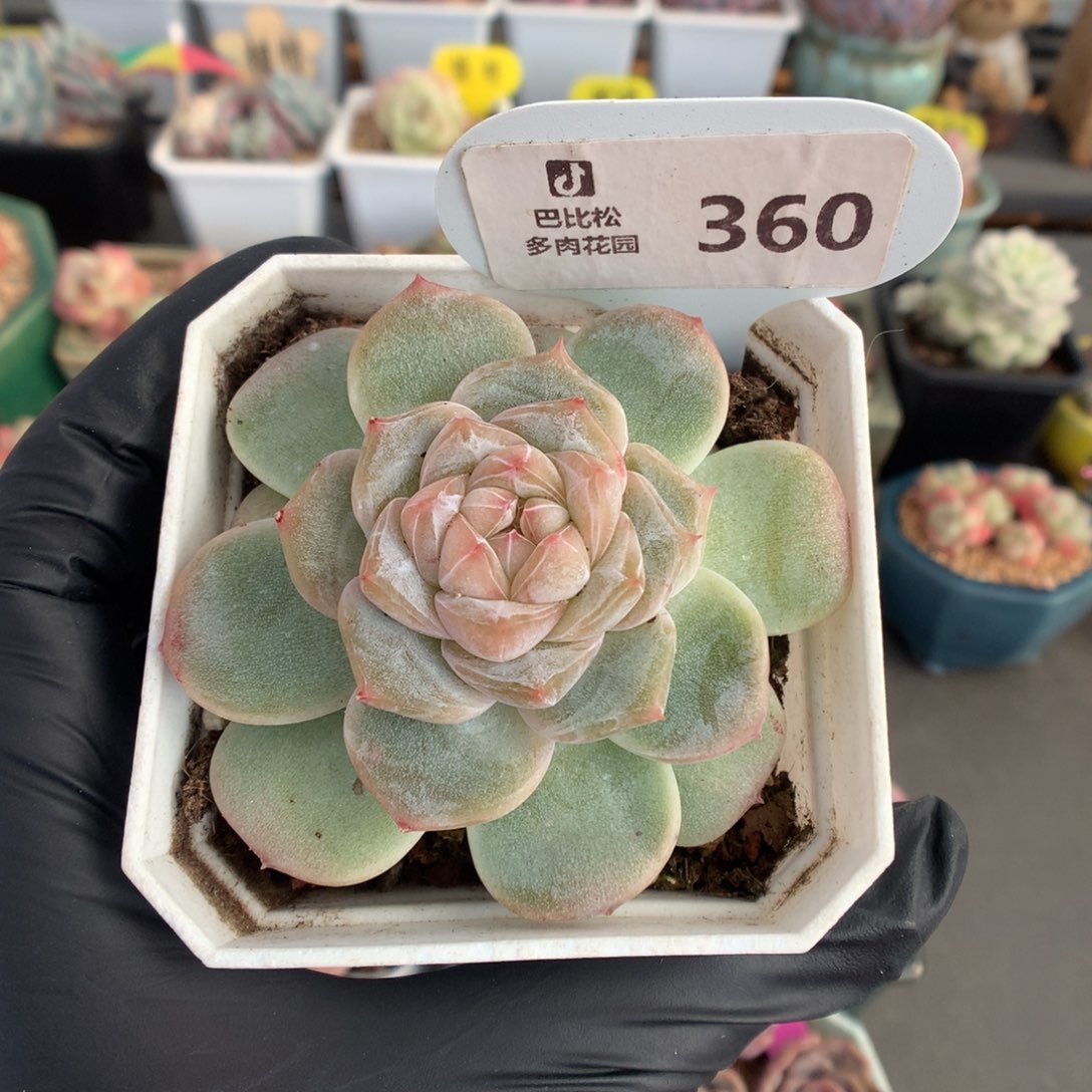 360 白钻珍妮多肉