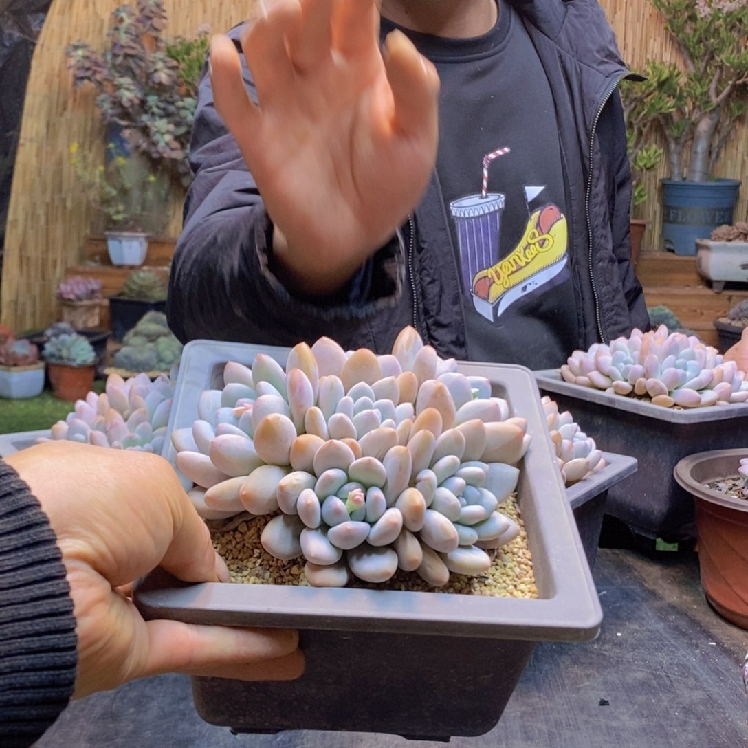 我**恒116号香水群