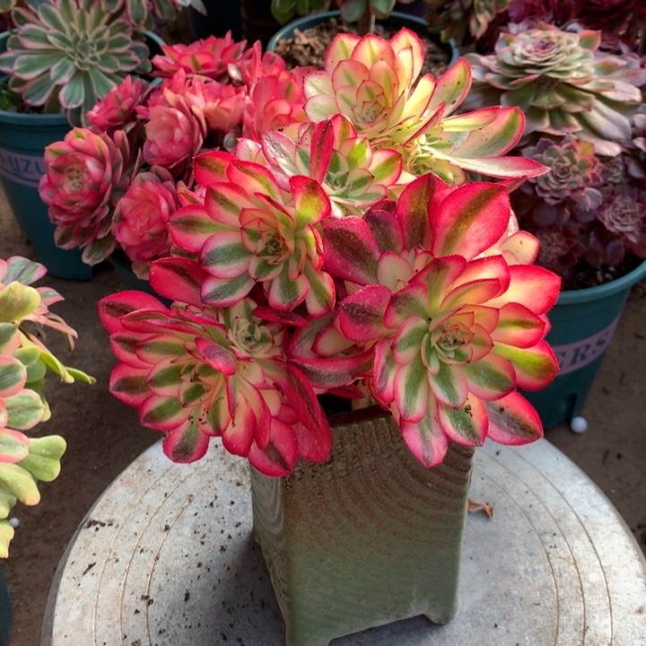 039倾城多肉植物