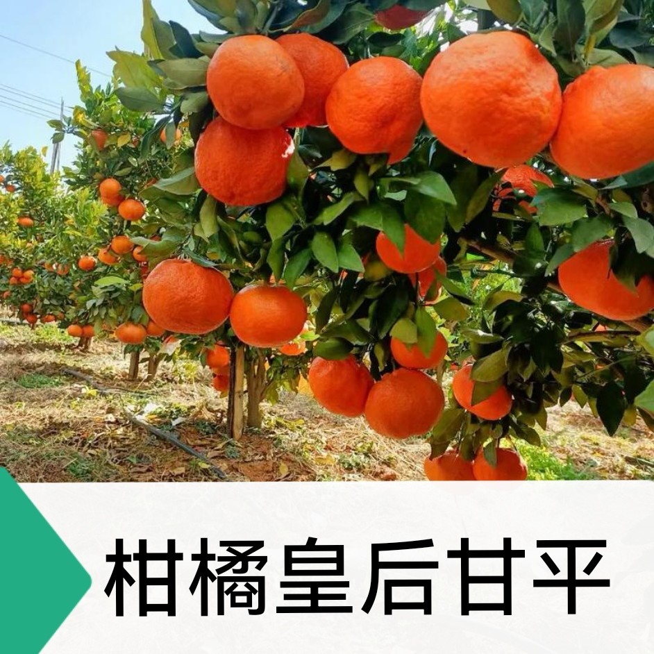 柑橘皇后甘平果树苗