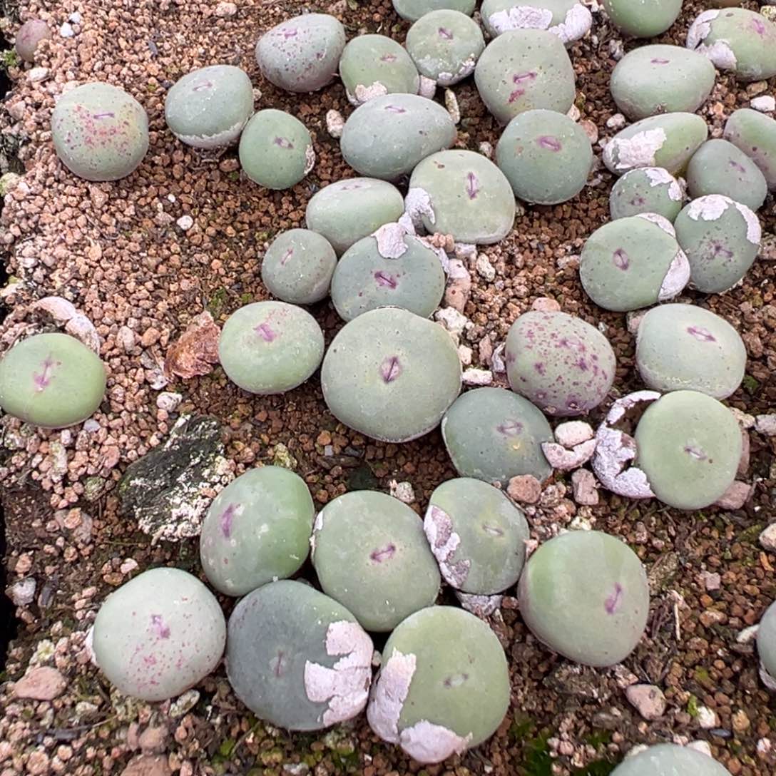 量拍dows小红嘴一颗