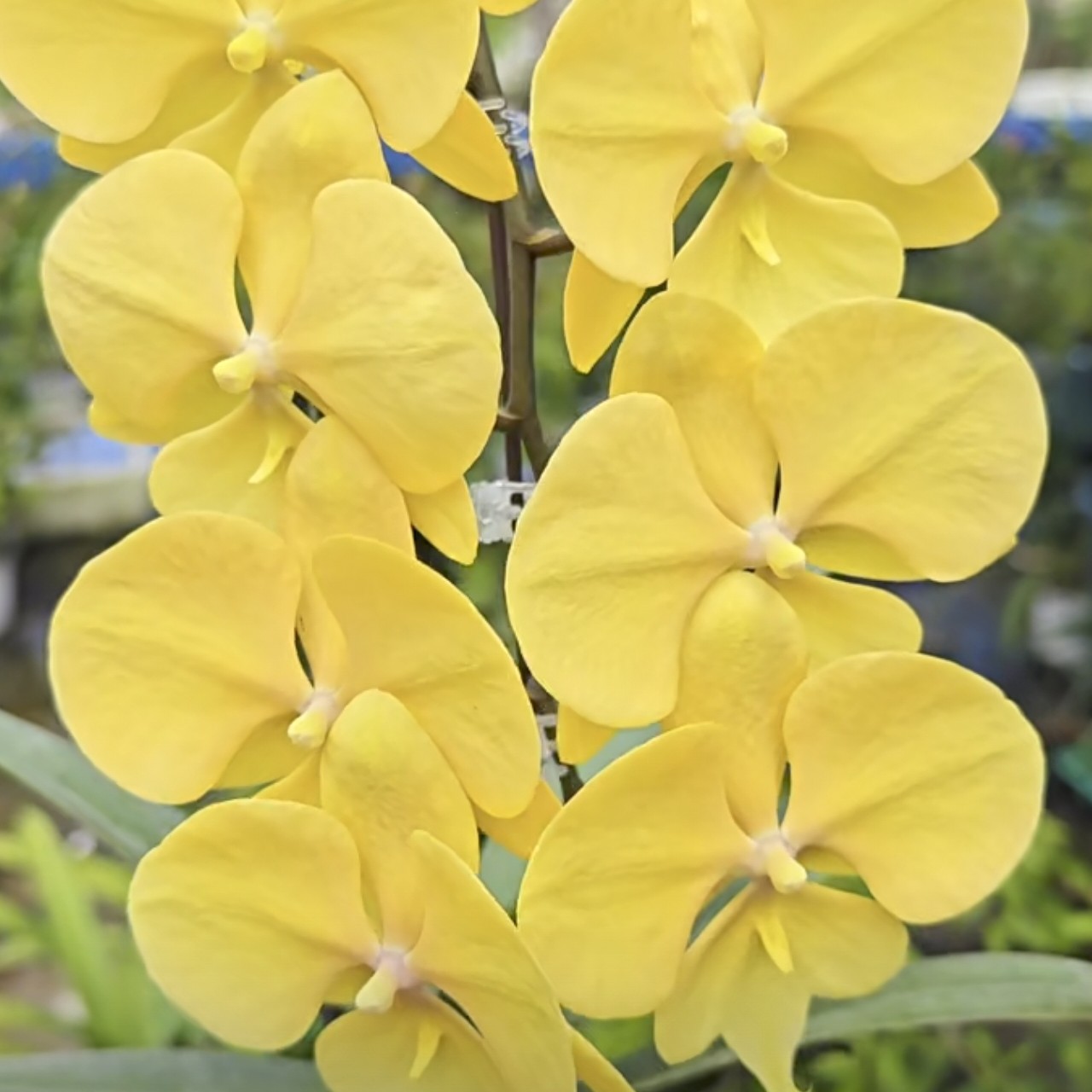 【春日暖阳】蝴蝶兰春日暖阳3.0寸单花剑发货