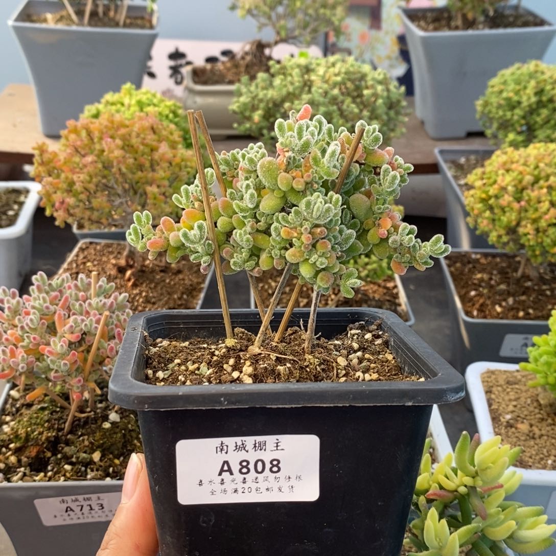 808优选冰晶枝干番杏