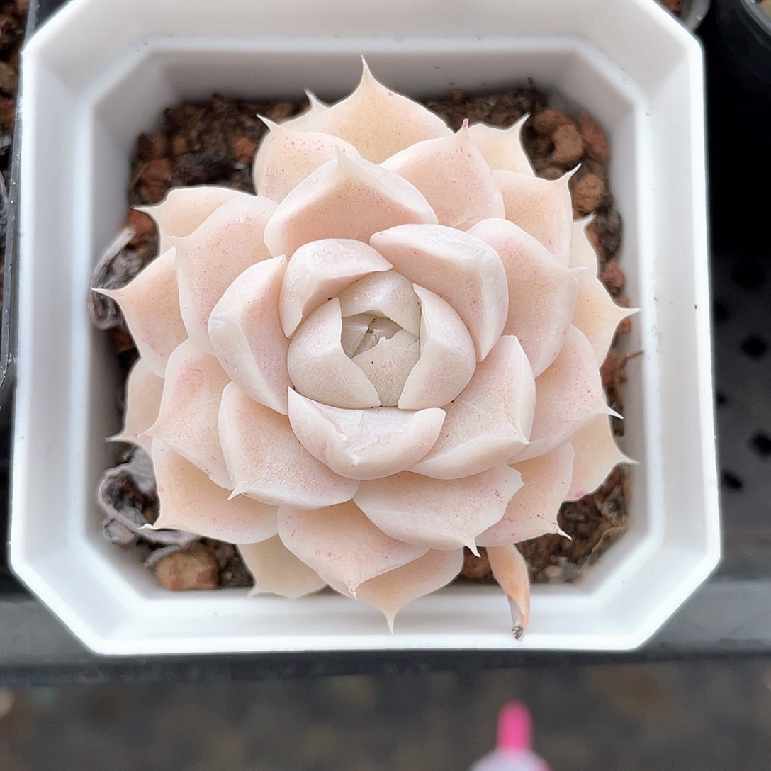 优选女王精品350