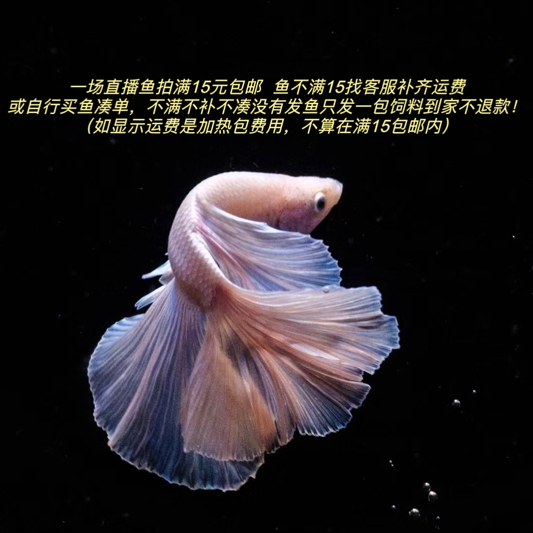 直播选鱼628-681斗鱼观赏鱼链接/